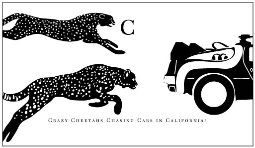 cheetahs