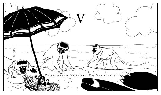 vervets